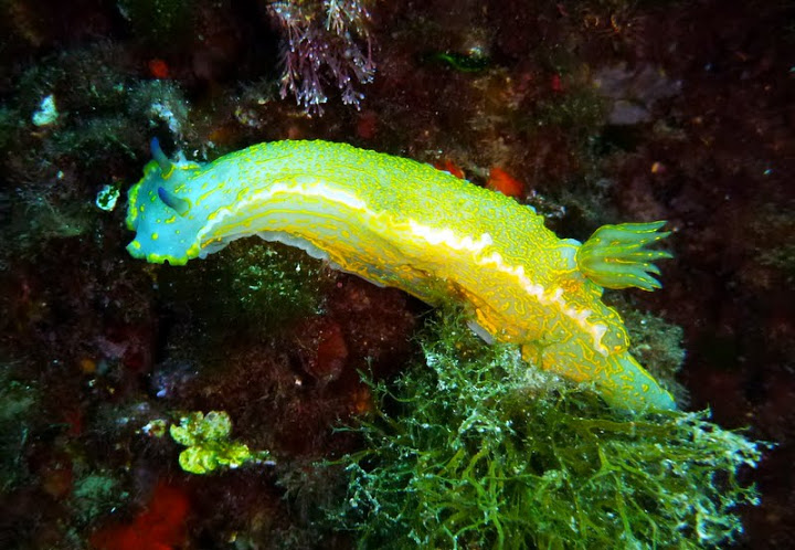 Hypselodoris picta picta Doris géant